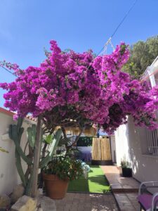 .trashed-1783445618-IMG_20260605_162405
